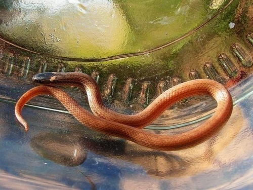 Pacific Coast Centipede Snake