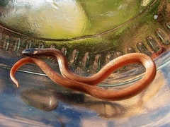 Tantilla calamarina