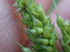Echinochloa frumentacea