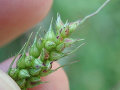Echinochloa frumentacea