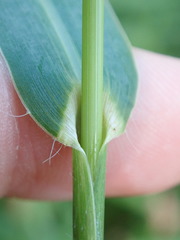 Echinochloa frumentacea