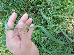 Echinochloa frumentacea