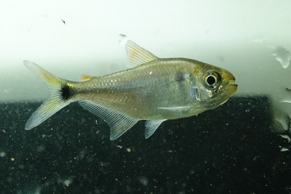 Surinam tetra (Moenkhausia surinamensis) — Characidae