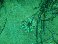 Condylactis aurantiaca