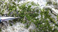 Prasiola crispa