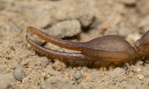 Sawfinger Scorpion
