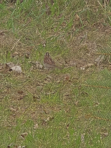 White-throated Sparrow photographed in North Dakota