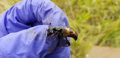 Nicrophorus obscurus