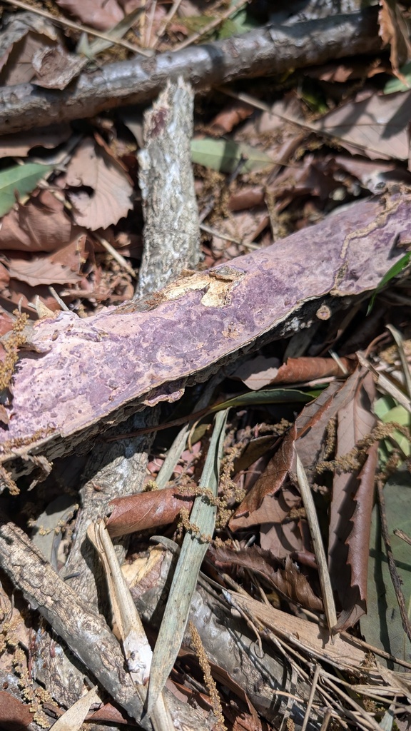 Phlebiopsis crassa · April 2025 · photo: © atsushi_nakajima_cirque (iNaturalist, cc-by)