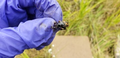 Nicrophorus obscurus