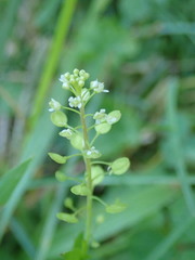 Lepidium virginicum virginicum