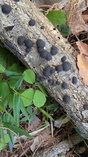 Annulohypoxylon truncatum