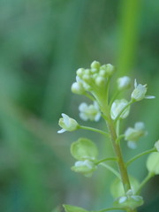 Lepidium virginicum virginicum