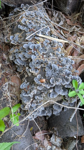 Trametes versicolor