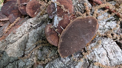 Fuscoporia gilva