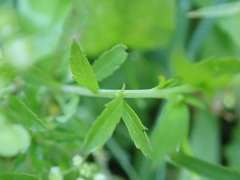 Lepidium virginicum virginicum