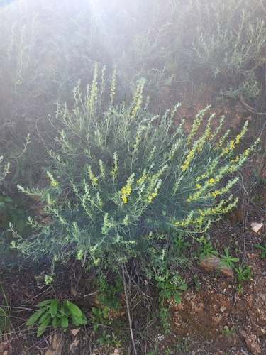 Image of Anthyllis cytisoides by (c) Jacek Pietruszewski, some rights reserved (CC BY)