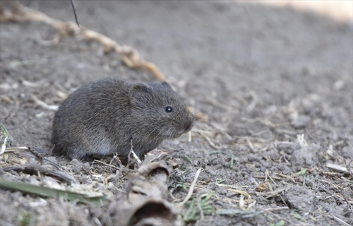 Mexican Vole