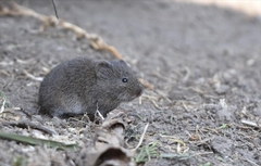 Mexican Vole photo 2