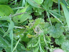 Lepidium virginicum virginicum