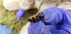 Nicrophorus obscurus