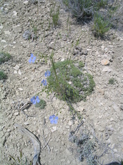 Linum pratense