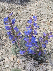 Penstemon arenicola