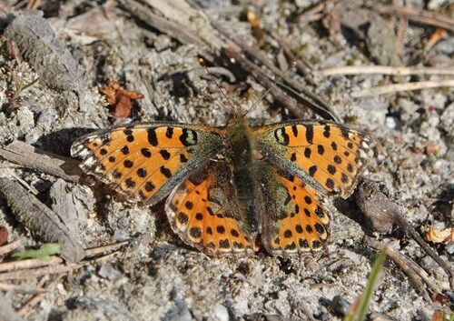 Queen of Spain Fritillary