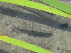 Fundulus similis