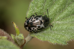Calligrapha diversa
