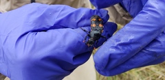 Nicrophorus carolina