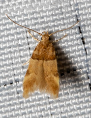 Theisoa constrictella