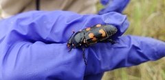 Nicrophorus carolina