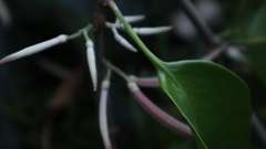 Dendrophthoe curvata