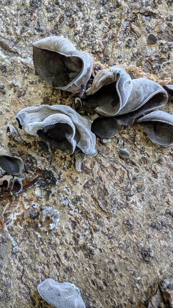 Auricularia polytricha · April 2025 · photo: © atsushi_nakajima_cirque (iNaturalist, cc-by)