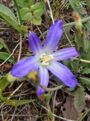 Brodiaea terrestris terrestris