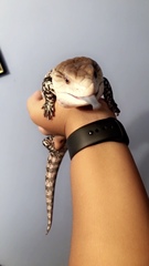 Tiliqua gigas evanescens