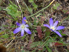 Brodiaea terrestris terrestris