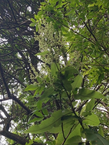 Rumex albescens observed 2025-04-27