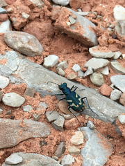 Cicindela tranquebarica parallelonota