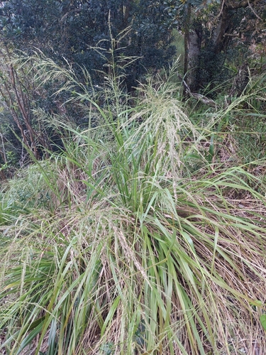 Eragrostis grandis observed 2025-04-27