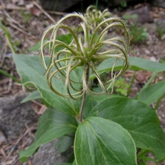 Clematis ochroleuca