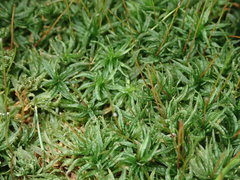 Atrichum altecristatum