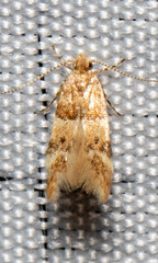 Theisoa constrictella