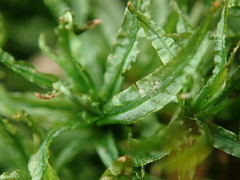 Atrichum altecristatum