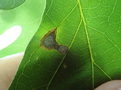 Elsinoe ampelina