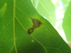Elsinoe ampelina