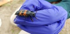 Nicrophorus marginatus