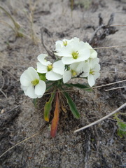 Erysimum concinnum