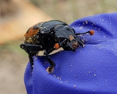 Nicrophorus marginatus